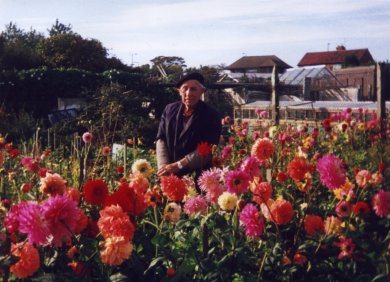 Photograph of Bill with his prize winning Dahlias